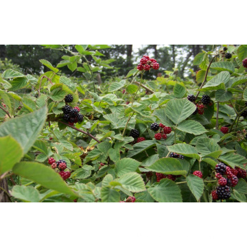 Individuel Quick Freezin-IQF Organic Blackberry Zl-1010